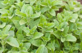 oregano